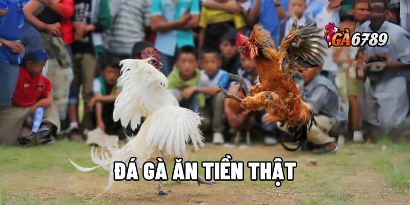 Đá Gà Ăn Tiền Thật - Khi Trận Đấu Trở Thành Cơ Hội Sinh Lời 1 đá gà ăn tiền thật