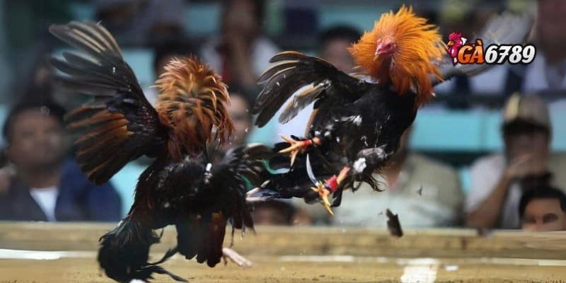 Đá Gà Ăn Tiền Thật - Khi Trận Đấu Trở Thành Cơ Hội Sinh Lời 2 Khi gà không chỉ đá mà còn “in tiền” – Thế giới đá gà ăn tiền thật