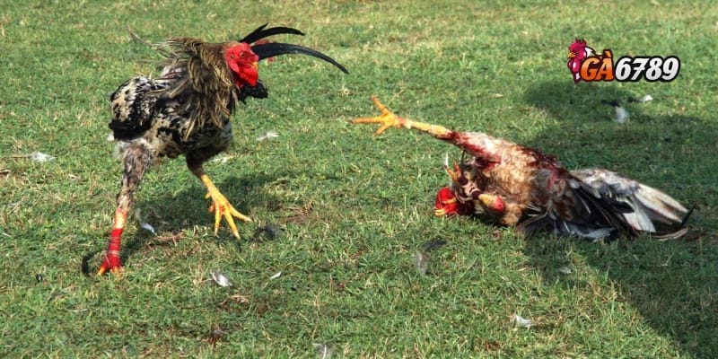 Đá Gà Ăn Tiền Thật - Khi Trận Đấu Trở Thành Cơ Hội Sinh Lời 3 Bên trong một trận đá gà ăn tiền thật