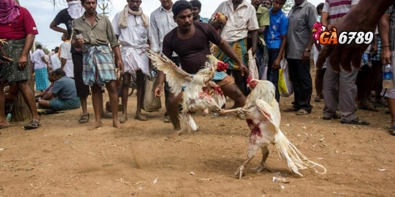 Đá Gà Ăn Tiền Thật - Khi Trận Đấu Trở Thành Cơ Hội Sinh Lời 4 Tư duy chiến thuật trong đá gà online