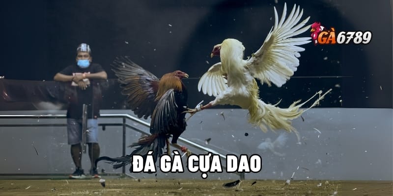 Đá Gà Cựa Dao - Xem Trực Tiếp, Cá Cược Thông Minh 1 Đá gà cựa dao