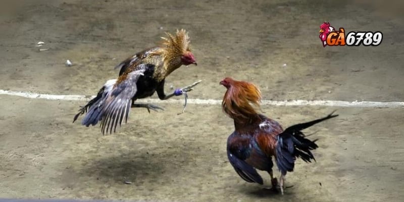 Đá Gà Cựa Dao - Xem Trực Tiếp, Cá Cược Thông Minh 2 Đá gà cựa dao – Môn nghệ thuật và kịch tính