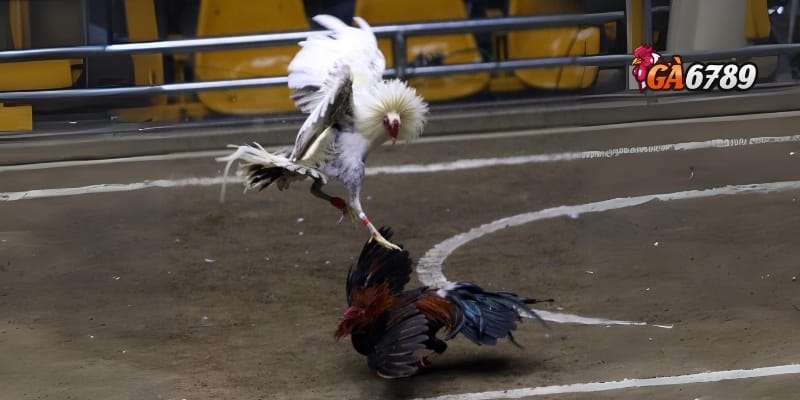 Đá Gà Cựa Dao - Xem Trực Tiếp, Cá Cược Thông Minh 3 Cá cược đá gà cựa dao tại GA6789 – Chất lượng và minh bạch tuyệt đối