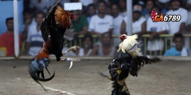 Đá Gà Cựa Dao - Xem Trực Tiếp, Cá Cược Thông Minh 4 Chiến thuật thắng lớn khi cá cược đá gà online tại GA6789