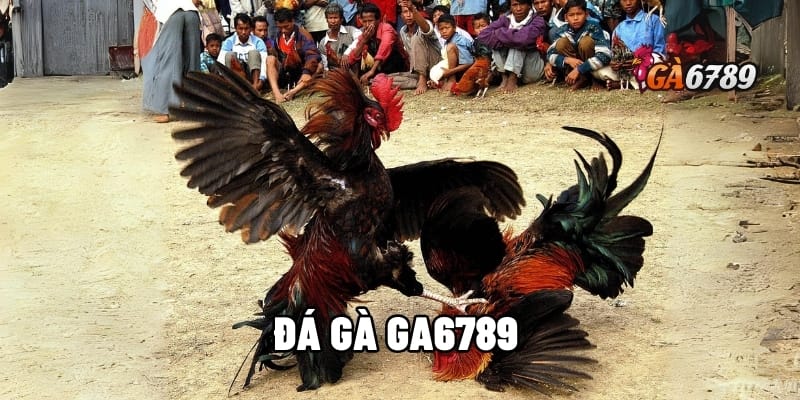 Đá Gà GA6789 - Đa Dạng Kèo Cược, Tỷ Lệ Hấp Dẫn 1 đá gà GA6789