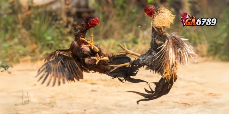 Đá Gà GA6789 - Đa Dạng Kèo Cược, Tỷ Lệ Hấp Dẫn 2 Giới thiệu về đá gà GA6789 và nhà cái GA6789