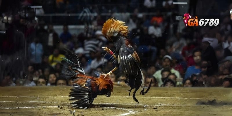 Đá Gà GA6789 - Đa Dạng Kèo Cược, Tỷ Lệ Hấp Dẫn 3 Tính năng nổi bật khi tham gia đá gà GA6789