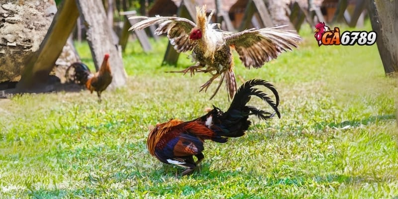 Đá Gà GA6789 - Đa Dạng Kèo Cược, Tỷ Lệ Hấp Dẫn 4 Chiến lược cược và kinh nghiệm khi chơi đá gà