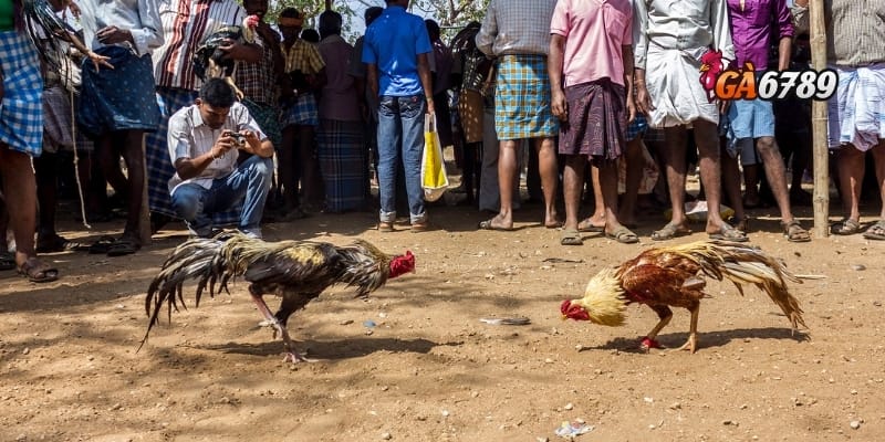 Đá Gà Online Miễn Phí – Cược Tẹt Ga, Không Lo Vốn 2 Vì sao nên chọn GA6789 để xem và chơi đá gà online miễn phí?