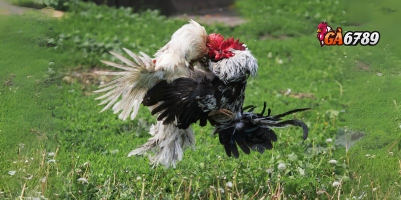 Đá Gà Online Miễn Phí – Cược Tẹt Ga, Không Lo Vốn 3 Hướng dẫn cách xem đá gà online miễn phí trên GA6789