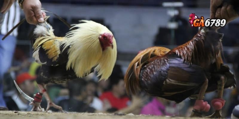 Đá Gà Online Miễn Phí – Cược Tẹt Ga, Không Lo Vốn 4 Kinh nghiệm chơi đá gà online miễn phí