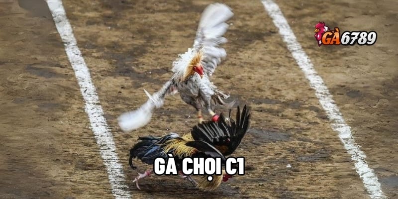Gà Chọi C1 - Huyền Thoại Đấu Trường – Đẳng Cấp Chiến Kê 1 gà chọi C1