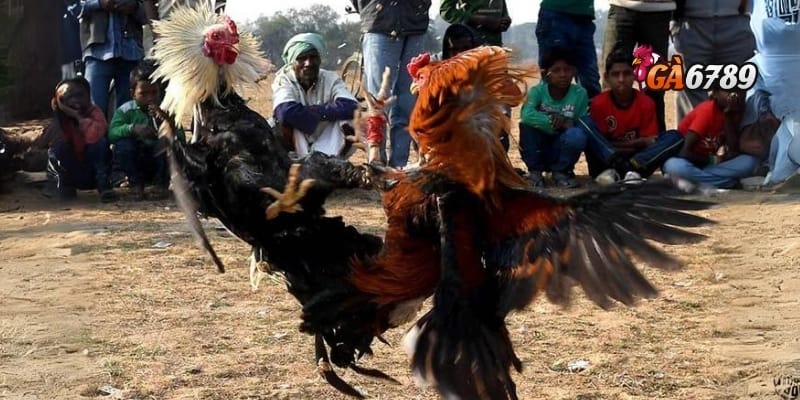 Gà Chọi C1 - Huyền Thoại Đấu Trường – Đẳng Cấp Chiến Kê 2 Giới thiệu gà chọi C1 – “Chiến binh” nổi bật trong làng đá gà cá cược