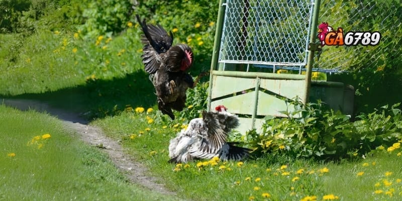 Gà Chọi C1 - Huyền Thoại Đấu Trường – Đẳng Cấp Chiến Kê 3 Công nghệ hiện đại và trải nghiệm cá cược gà chọi C1