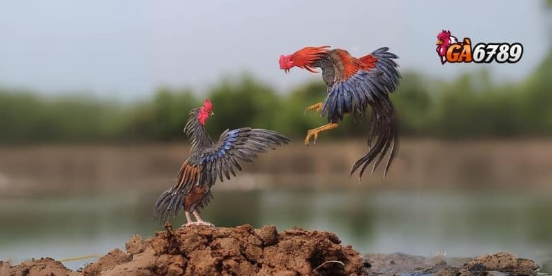 Gà Chọi C1 - Huyền Thoại Đấu Trường – Đẳng Cấp Chiến Kê 4 Chiến thuật cá cược chọi gà C1